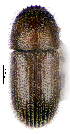  (Hypothenemus sp. 1HY - CCDB-46112-F02)  @11 [ ] CreativeCommons - Attribution Share-Alike (2024) Hathal M Aldhafer King Saud University, Museum of Arthropods