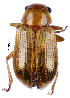  (Microeurydemus - CCDB-46112-G03)  @11 [ ] CreativeCommons - Attribution Share-Alike (2024) Hathal M Aldhafer King Saud University, Museum of Arthropods