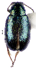  (Phyllotreta cheiranthi - CCDB-46111-H04)  @11 [ ] CreativeCommons - Attribution Share-Alike (2024) Hathal M Aldhafer King Saud University, Museum of Arthropods