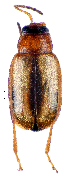  (Phyllotreta lativittata - CCDB-46111-E08)  @11 [ ] CreativeCommons - Attribution Share-Alike (2024) Hathal M Aldhafer King Saud University, Museum of Arthropods