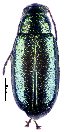  (Phyllotreta mashonana - CCDB-46111-E09)  @11 [ ] CreativeCommons - Attribution Share-Alike (2024) Hathal M Aldhafer King Saud University, Museum of Arthropods