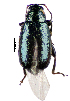  ( - CCDB-46111-E10)  @11 [ ] CreativeCommons - Attribution Share-Alike (2024) Hathal M Aldhafer King Saud University, Museum of Arthropods