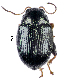  (Phyllotreta sp. 2PH - CCDB-46111-H09)  @11 [ ] CreativeCommons - Attribution Share-Alike (2024) Hathal M Aldhafer King Saud University, Museum of Arthropods