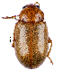  (Podagrica puncticollis - CCDB-46111-E11)  @11 [ ] CreativeCommons - Attribution Share-Alike (2024) Hathal M Aldhafer King Saud University, Museum of Arthropods