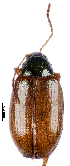  (Psylliodes hospes - CCDB-46111-F01)  @11 [ ] CreativeCommons - Attribution Share-Alike (2024) Hathal M Aldhafer King Saud University, Museum of Arthropods