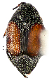  ( - CCDB-46112-D07)  @11 [ ] CreativeCommons - Attribution Share-Alike (2024) Hathal M Aldhafer King Saud University, Museum of Arthropods