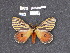  ( - 12.596)  @11 [ ] By-SA Creative Common (2022) Carlos G. Mielke Research collection of Carlos G. Mielke