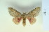  ( - BC-CGCM-10.637)  @13 [ ] Copyright (2010) Unspecified Research Collection of Carlos Mielke