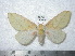  (Syssphinx fabiolae - BC-CGCM 10.750)  @15 [ ] Unspecified (default): All Rights Reserved  Unspecified Unspecified