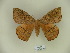  (Periga fusca - BC-CGCM 11.408)  @13 [ ] Copyright (2010) Unspecified Research Collection of Carlos Mielke
