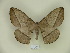  ( - BC-CGCM 11.564)  @13 [ ] Copyright (2010) Unspecified Research Collection of Carlos Mielke
