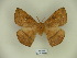  (Periga caraca - BC-DZ 15.804)  @12 [ ] Copyright (2010) Unspecified Research Collection of Carlos Mielke