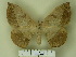  (Periga bispinosa - BC-CGCM 11.928)  @14 [ ] Unspecified (default): All Rights Reserved  Unspecified Unspecified