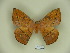  (Periga insidiosa - BC-CGCM 12.479)  @11 [ ] Copyright (2010) Unspecified Research Collection of Carlos Mielke
