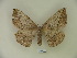  (Periga circumstans - BC-CGCM 12.539)  @14 [ ] Copyright (2010) Unspecified Research Collection of Carlos Mielke