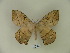  (Periga falcata - BC-CGCM 19.063)  @14 [ ] Copyright (2010) Unspecified Research Collection of Carlos Mielke