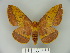  ( - BC-CGCM 19.565)  @11 [ ] Copyright (2010) Unspecified Research Collection of Carlos Mielke
