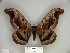  ( - BC-CGCM 23.255)  @13 [ ] Copyright (2010) Unspecified Research Collection of Carlos Mielke