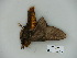  ( - BC-CGCM 23.271)  @12 [ ] Copyright (2010) Unspecified Research Collection of Carlos Mielke