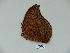  (Polygrapha tyrianthina - BC-CGCM 23.286)  @12 [ ] Copyright (2010) Unspecified Research Collection of Carlos Mielke