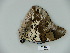  (Prepona gnorina - BC-CGCM 23.366)  @13 [ ] Copyright (2010) Unspecified Research Collection of Carlos Mielke