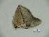  (Archaeoprepona pseudomeander - BC-CGCM 23.416)  @11 [ ] Copyright (2010) Unspecified Research Collection of Carlos Mielke