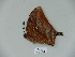 (Memphis otrere - BC-CGCM 23.495)  @12 [ ] Copyright (2010) Unspecified Research Collection of Carlos Mielke