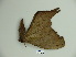  (Paradaemonia balsasensis cearaiana - BC-CGCM 23.523)  @12 [ ] Copyright (2010) Unspecified Research Collection of Carlos Mielke