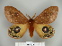  (Automeris submacula - BC-CGCM 23.618)  @15 [ ] Copyright (2010) Unspecified Research Collection of Carlos Mielke