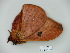 ( - BC-CGCM 23.830)  @12 [ ] Copyright (2010) Unspecified Research Collection of Carlos Mielke