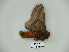  ( - BC-CGCM 23.875)  @12 [ ] Copyright (2010) Unspecified Research Collection of Carlos Mielke