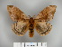 (Molippa simillima - BC-CGCM 23.953)  @15 [ ] Copyright (2010) Unspecified Research Collection of Carlos Mielke