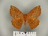  ( - BC-CGCM 23.986)  @14 [ ] Copyright (2010) Unspecified Research Collection of Carlos Mielke