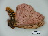  ( - BC-CGCM 23.991)  @12 [ ] Copyright (2010) Unspecified Research Collection of Carlos Mielke