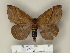  (Cerodirphia zikani - BC-CGCM 24.076)  @14 [ ] Unspecified (default): All Rights Reserved  Unspecified Unspecified