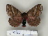  (Cerodirphia occikani - BC-CGCM 24.378)  @14 [ ] Unspecified (default): All Rights Reserved  Unspecified Unspecified