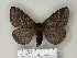  (Cerodirphia mielkei - BC-CGCM 24.662)  @13 [ ] Unspecified (default): All Rights Reserved  Unspecified Unspecified