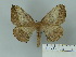  (Periga foersteri - BC-DZ 22.375)  @14 [ ] Unspecified (default): All Rights Reserved  Unspecified Unspecified