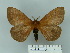  (Cerodirphia rubripes - BC-DZ 22.385)  @13 [ ] Unspecified (default): All Rights Reserved  Unspecified Unspecified