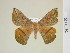  (Periga acuta - BC-DZ-9.890)  @14 [ ] Copyright (2010) Unspecified Research Collection of Carlos Mielke