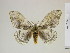  ( - BC-DZ-9.907)  @13 [ ] Copyright (2010) Unspecified Research Collection of Carlos Mielke