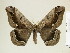  ( - BC-DZ-9.973)  @14 [ ] Copyright (2010) Unspecified Research Collection of Carlos Mielke