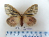  ( - BC-DZ-9.881)  @13 [ ] Copyright (2019) Unspecified Research Collection of Carlos G. C. Mielke