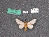  ( - 21.217)  @11 [ ] By-SA Creative Common (2022) Carlos G. Mielke Research collection of Carlos G. Mielke