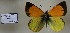  (Colias dimera - AVK030)  @14 [ ] Unspecified (default): All Rights Reserved  Unspecified Unspecified