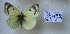  (Colias sieversi - AVK202)  @11 [ ] Copyright (2018) Alex Kiryanov Private collection of Alexander V Kiryanov