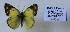  (Colias nilagiriensis - AVK217)  @11 [ ] Copyright (2018) Alex Kiryanov Private collection of Alexander V Kiryanov