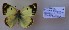  (Colias alta - AVK284)  @12 [ ] Copyright (2018) Alex Kiryanov Private collection of Alexander V Kiryanov