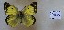  (Colias poliographus - AVK288)  @11 [ ] Copyright (2018) Alex Kiryanov Private collection of Alexander V Kiryanov