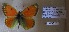  (Colias staudingeri - AVK322)  @11 [ ] Copyright (2019) Alex Kiryanov Private collection of Alexander V Kiryanov